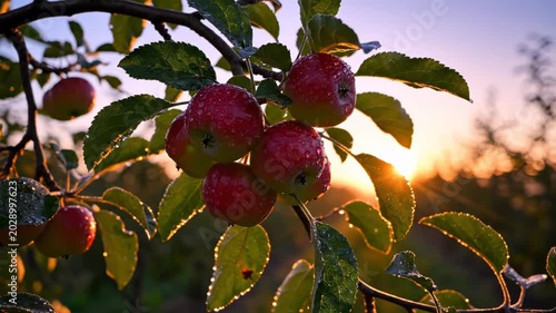 Dew-Covered Apples on Tree Branch at Sunrise in Orchard. Suitable for Tropical Farming Documentary Footage, Tropical Country Travel Video Openers, Organic Food Brand Promotional Clips