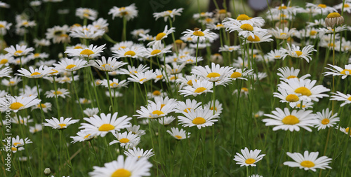 Εκτύπωση καμβά Oxeye daisies with white petals and yellow centers.
