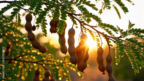 Sunlit Tamarind Pods Hanging from a Tree Branch. Suitable for Tropical Farming Documentary Footage, Tropical Country Travel Video Openers, Organic Food Brand Promotional Clips