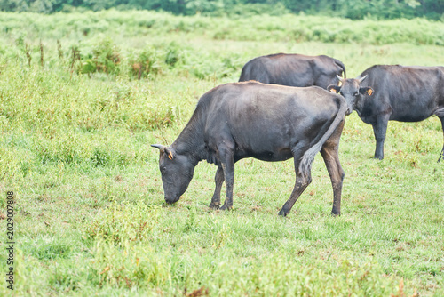 Tableau sur toile Black cattle graze peacefully in a vibrant green pasture surrounded by a dense forest