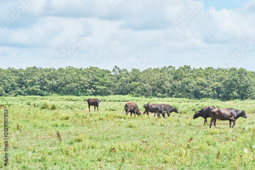 Cuadro en lienzo Black cattle graze peacefully in a vibrant green pasture surrounded by a dense forest
