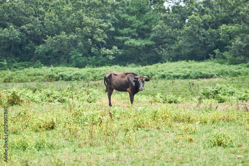 Schilderij op canvas Black cattle graze peacefully in a vibrant green pasture surrounded by a dense forest