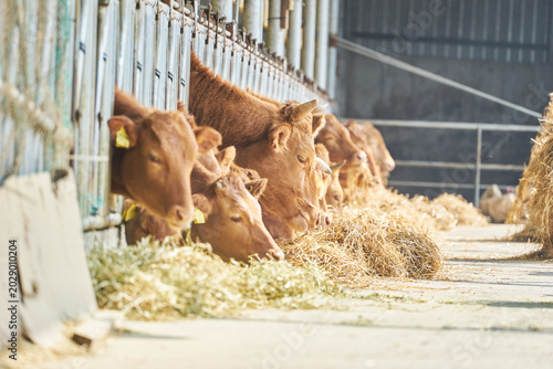 Brown Hanwoo cattle stand in a row behind a metal fence, feeding on dry hay inside a sunlit agricultural barn. The scene highlights modern livestock farming, animal care, and the beef industry.