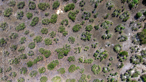 Fotografie Murundu fields are geomorphological formations, with small convex mounds of earth up to 20 meters in diameter as groundwater recharge areas, they are threatened with extinction