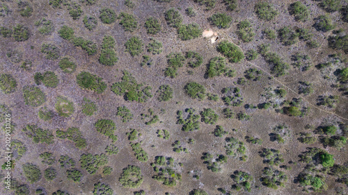 Quadro em tela Murundu fields are geomorphological formations, with small convex mounds of earth up to 20 meters in diameter as groundwater recharge areas, they are threatened with extinction