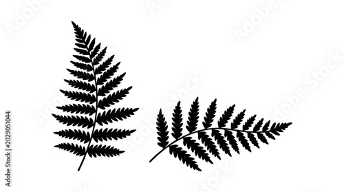 Tableau sur toile Black silhouettes of two fern leaves on a white background