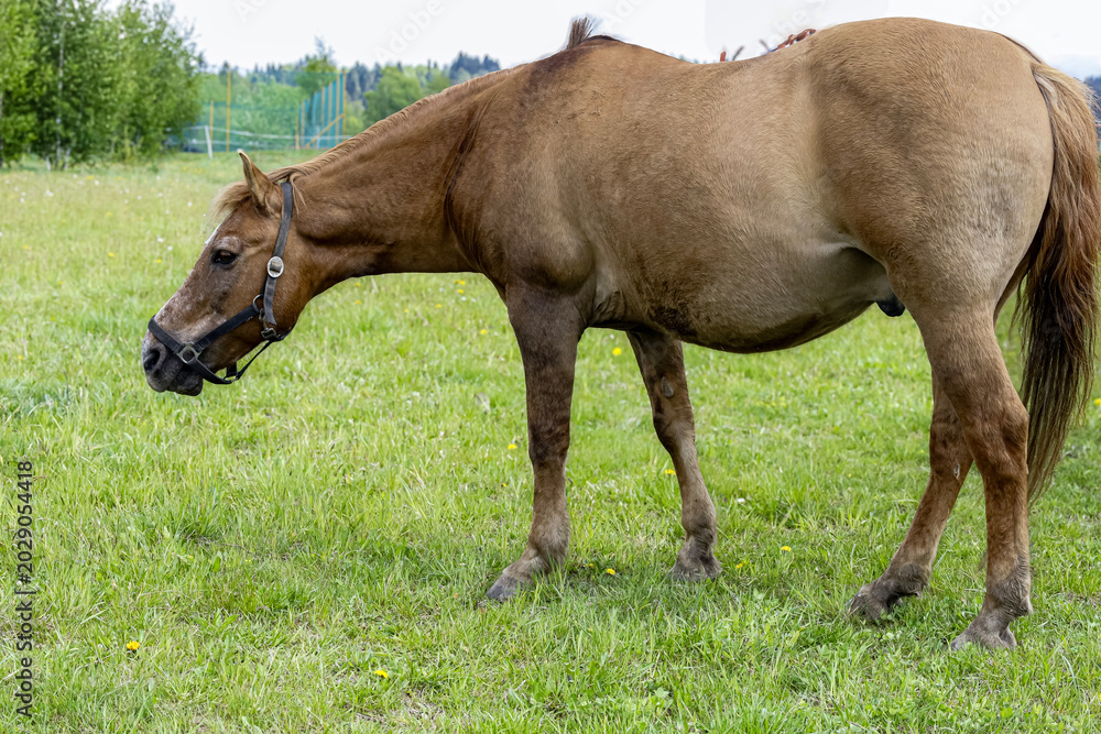 Obraz premium Brown horse grazing peacefully in a lush green meadow on a cloudy day