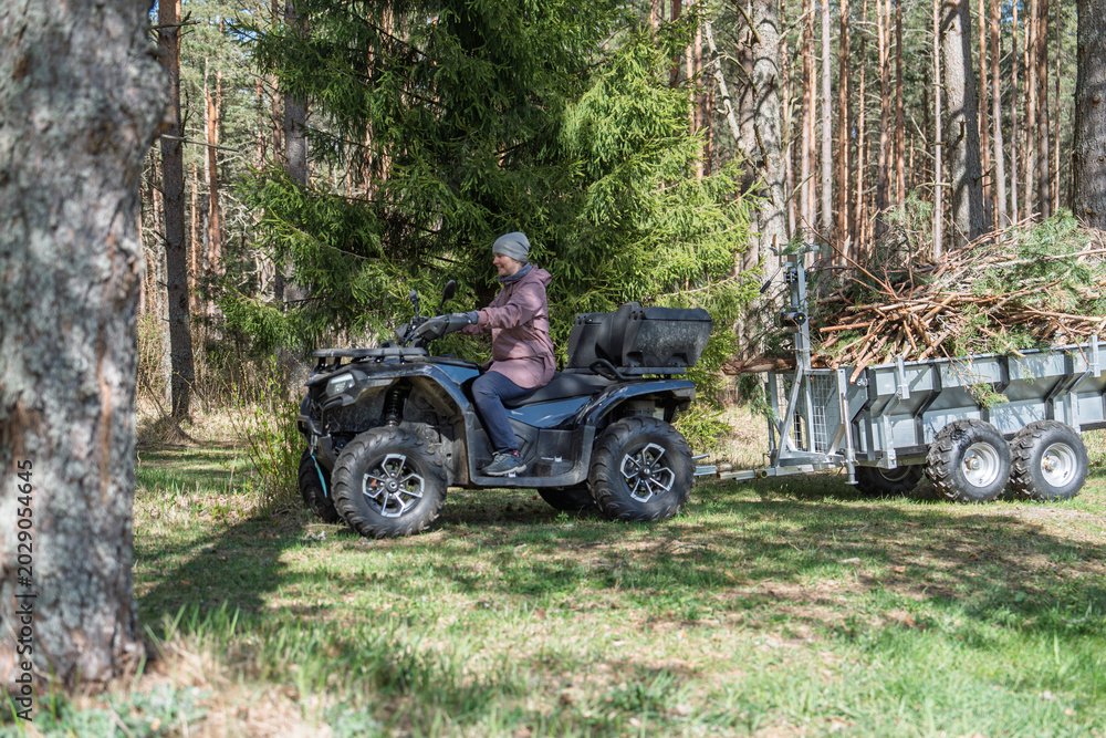 Fototapeta premium A woman pilots an ATV pulling a trailer loaded with tree branches along a grassy path in a forest in Estonia, the vehicle framed by tall trees and the trailer visible behind.