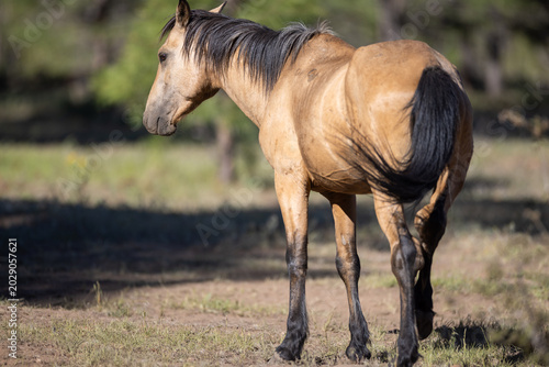 Canvas Print Wild Buckskin Mustang Stallion Walking in Apache-Sitgreaves National Forest, Ari