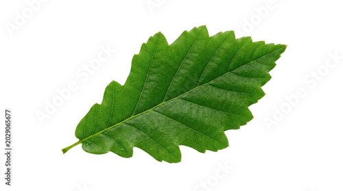 Single Green Oak Leaf Isolated on White Background.
