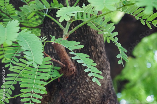 Bild auf Leinwand Close-up of fresh green tamarind leaves on a textured tree trunk in natural morn