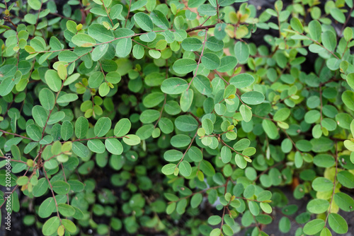 Canvas Print Top view of lush green bush with small oval leaves forming a natural pattern bac