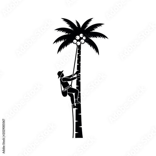 Man climbing a coconut tree to harvest coconuts.