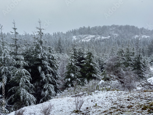 Snow covered tree in the mountains