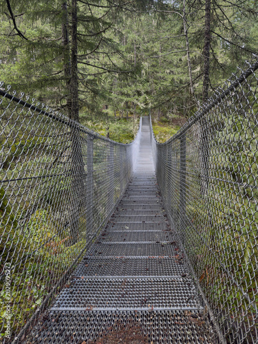Suspension bridge in the forest