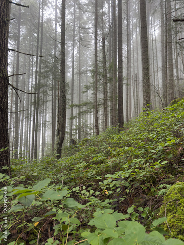 Light filtering through clouds in the forest