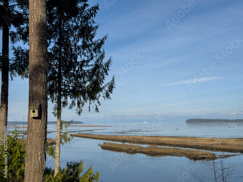 View of trees and the sea on a sunny day