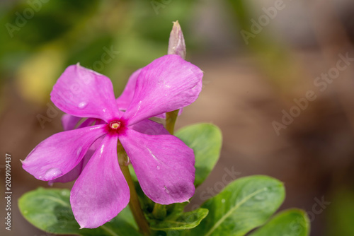 Pink periwinkle flower with green leaves growing in natural outdoor setting