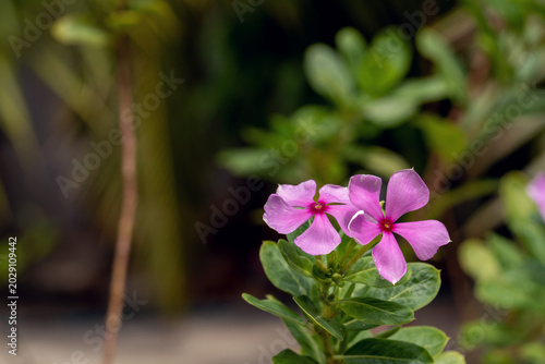 Pink periwinkle flowers blooming on green foliage in a garden setting with blurred background