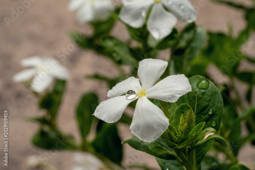 White flower with water droplet on petal surrounded by green leaves in natural setting