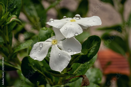 White periwinkle flowers with water droplets on green leaves in natural garden setting