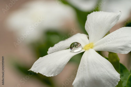 Close-up of white flower petal with water droplet on it, blurred green background