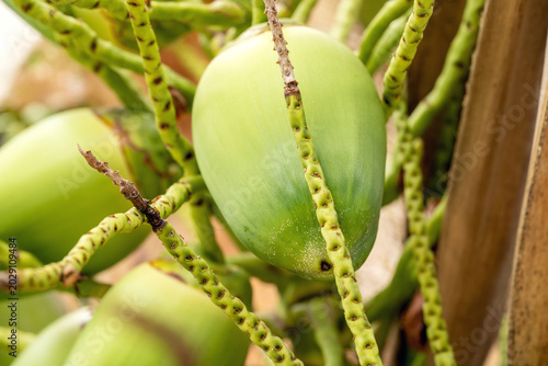 Green coconut fruit hanging on palm tree branches with textured green husk and fibers