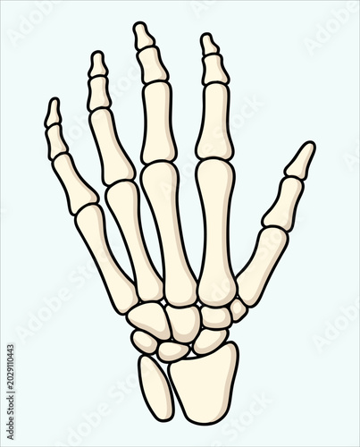 Obraz na płótnie Human Hand Skeleton Anatomy Illustration, Medical Bone Structure Drawing, Orthop