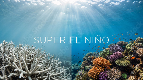Split screen showing a bleached white coral reef contrasted with a healthy colorful reef under 