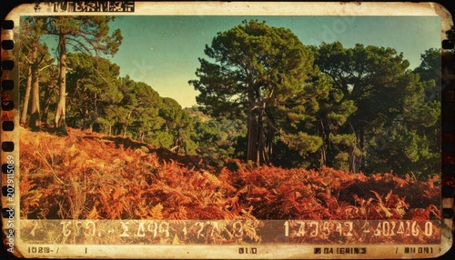 Vintage photo of forest landscape.