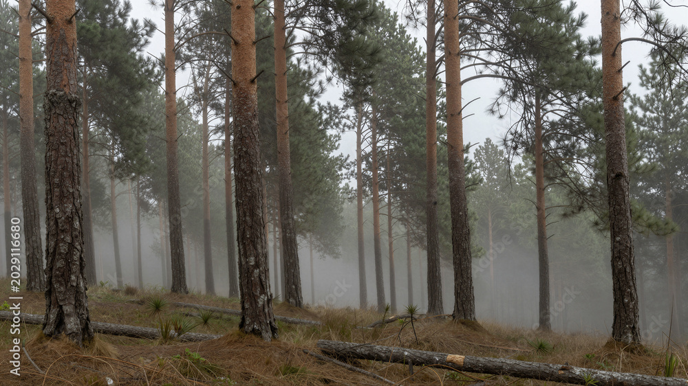 Obraz premium Pine Forest Fog - High Contrast Hdr