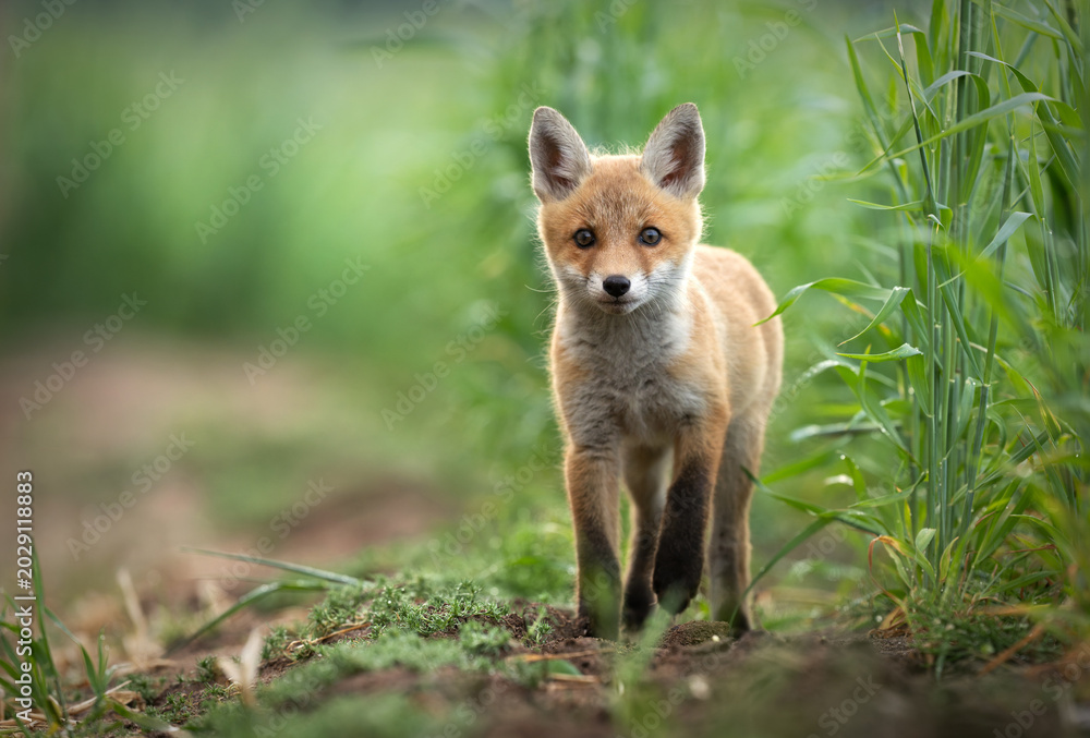 Fototapeta premium Cute young red fox ( Vulpes vulpes )