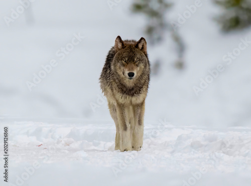 Lone Wolf