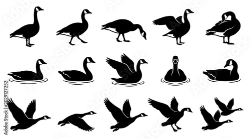 Black and white goose illustrations in various poses and actions isolated on white background, Vector
