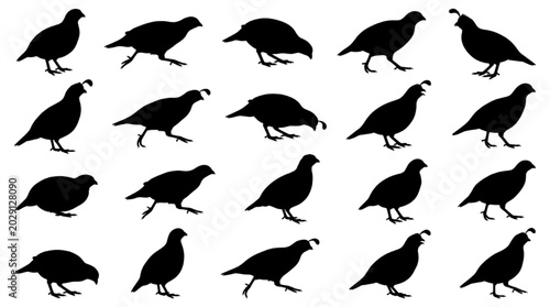 Black silhouette quail birds walking in different poses isolated on white background, Vector