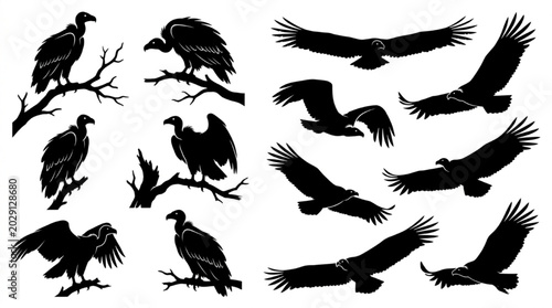 Black and white vector illustrations of vultures and birds of prey in various poses isolated on white background, Vector