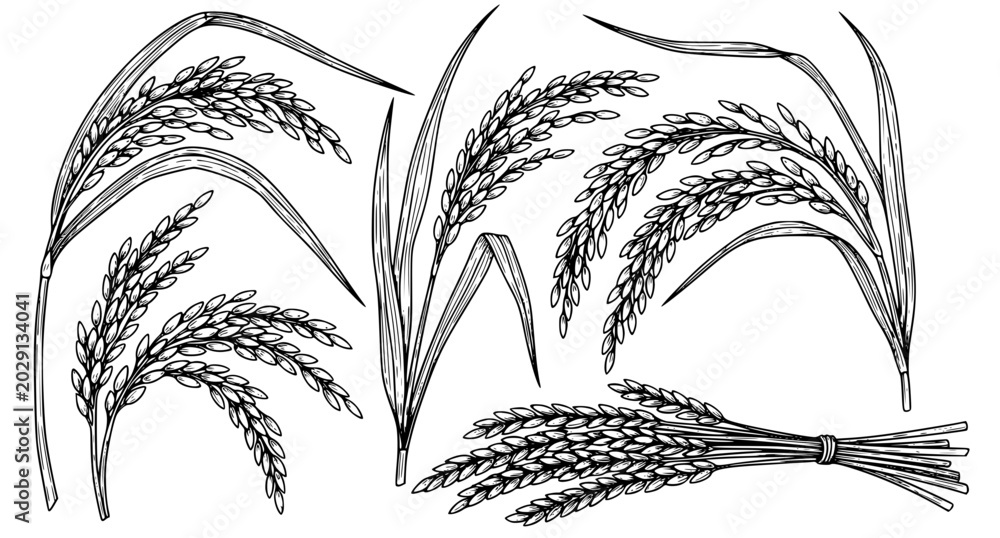 Fototapeta premium Rice Plant Hand Drawn Illustration