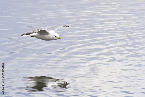 A Short-billed Gull (Larus brachyrhynchus) flies over Wasilla Lake, Alaska.