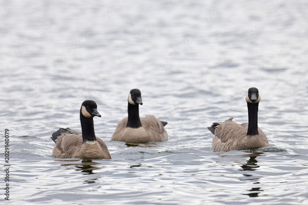 Fototapeta premium A trio of Canada Geese (Branta canadensis) swim in Otter Lake, Alaska.