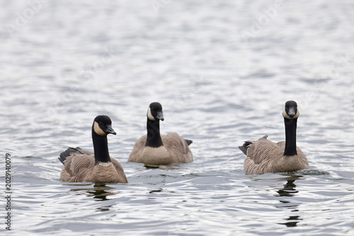 A trio of Canada Geese (Branta canadensis) swim in Otter Lake, Alaska.