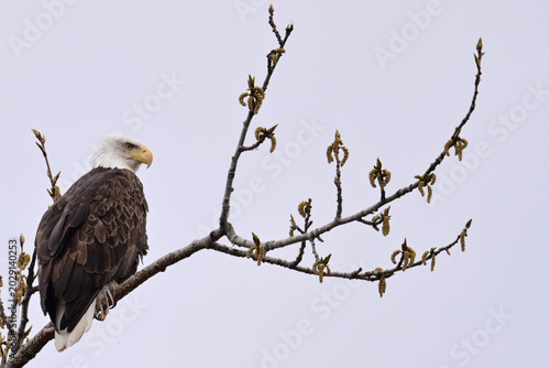 American bald eagle (Haliaeetus leucocephalus) perched in a cottonwood tree.