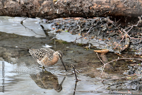 A migratory Short-billed Dowitcher (Limnodromus griseus) searches for food in Reflections Lake, Alaska.