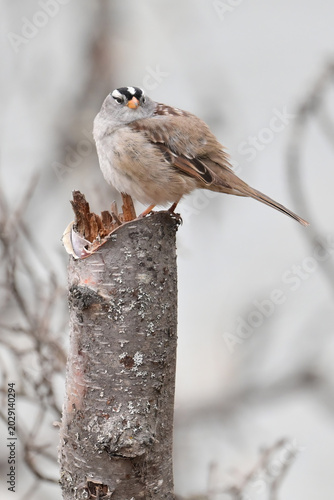 A migratory fluffy White-crowned Sparrow (Zonotrichia leucophrys) perched on a tree stump in Alaska.