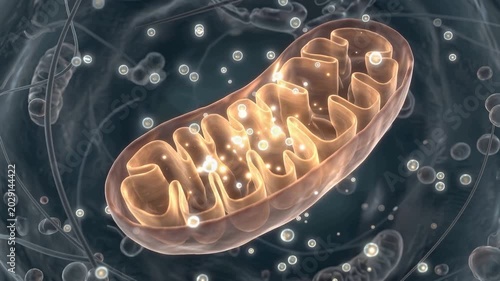 Cinematic 3D microscopic human cell animation, glowing mitochondria generating energy particles, detailed organelles, vibrant biological activity, metabolism and biotechnology concept, 4K video