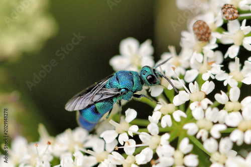 Bild auf Leinwand Docile Cuckoo Wasp in Flower