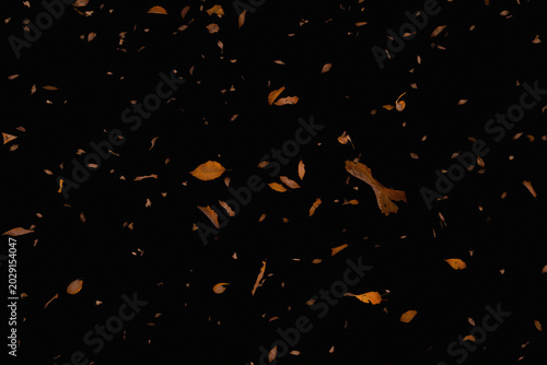 Autumn leaves falling on black background, dry orange foliage floating in dark space, cinematic seasonal nature overlay for creative design