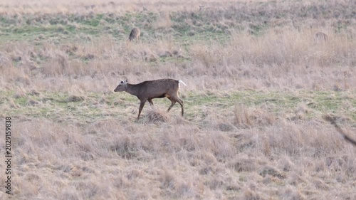 野草を食べる野生のエゾシカ