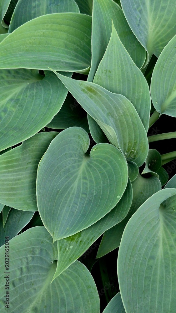 Obraz premium Close-up macro photograph of textured hosta leaves with prominent veins, capturing the natural patterns and intricate details of green foliage.
