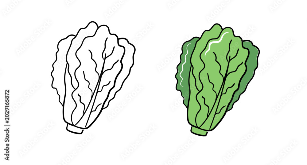 Fototapeta premium Lettuce Hand Drawn Vegetable Illustration Set Outline and Color Versions