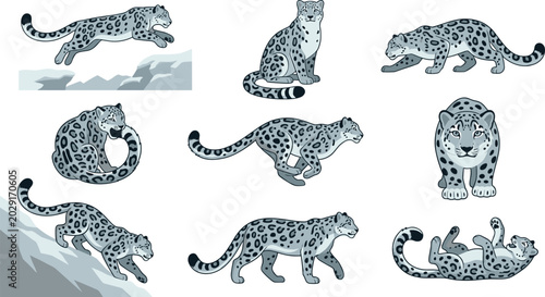 Foto Snow Leopard Vector Character Set in Various Poses Including Running, Jumping Ov